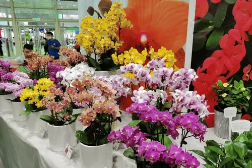 نمایشگاه گل آسیای 2025 - نمایشگاه تجارت گلکاری و باغبانی آسیا chinyab